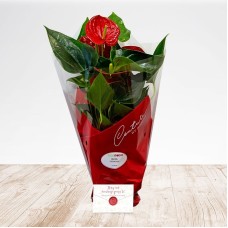 Anthurium Heart Flower