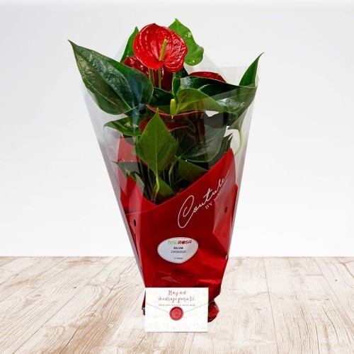 Anthurium Heart Flower