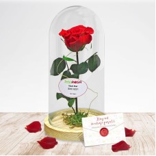Beauty & Beast Rose