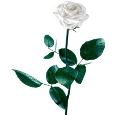 Preserved White Rose