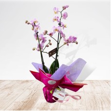 Orchid Valentine