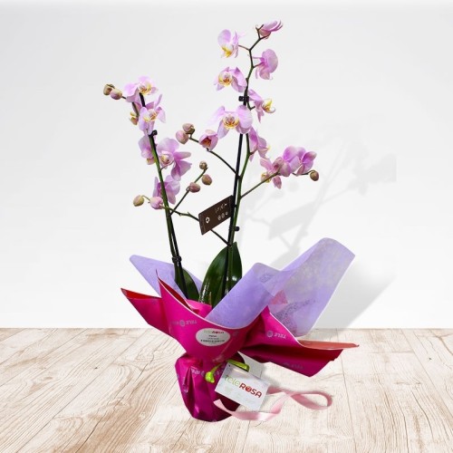 Orchid Valentine