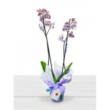 Valentine Orchid Plant
