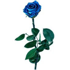 Preserved Blue Rose