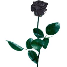 Preserved Black Rose