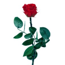 Preserved Red Rose
