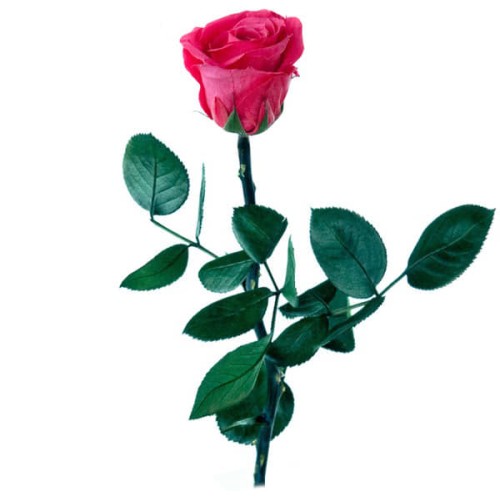 Preserved Pink Rose
