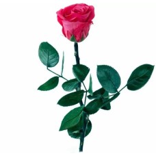 Preserved pink rose