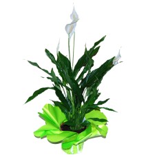 Spatifilium plant