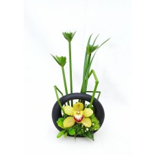 Orchids