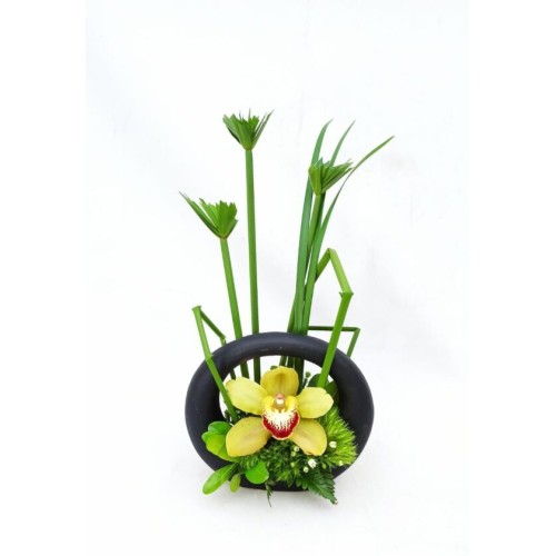 Orchids