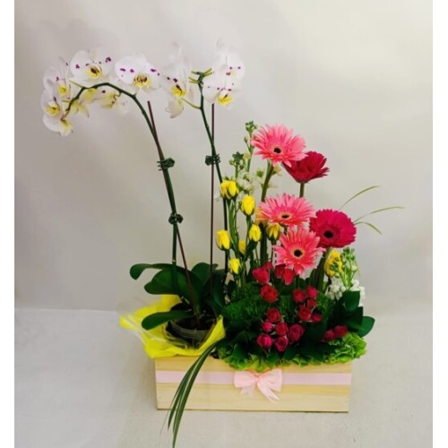 Beautiful floral arrangement with orchid plant, mini roses and gerberas