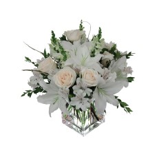 White Dream