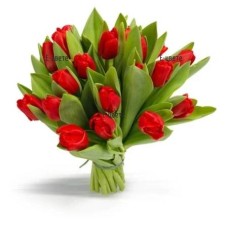 Red tulips