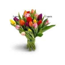 Colorful tulips
