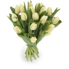 White tulips