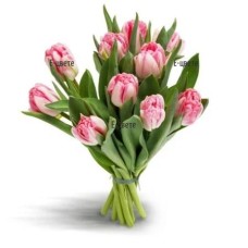 Pink tulips