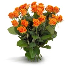 Orange roses