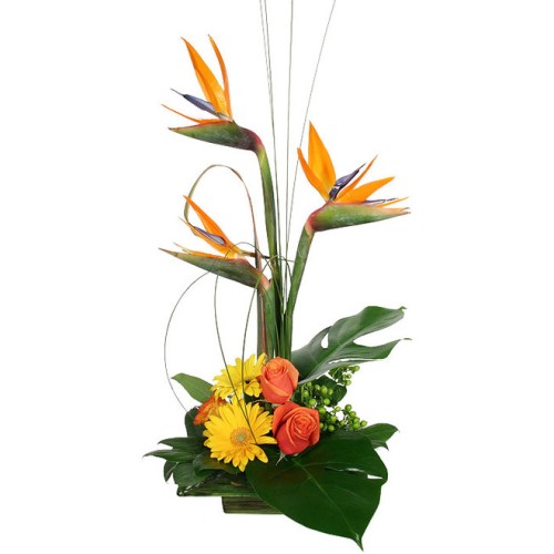 Modern arrangement
