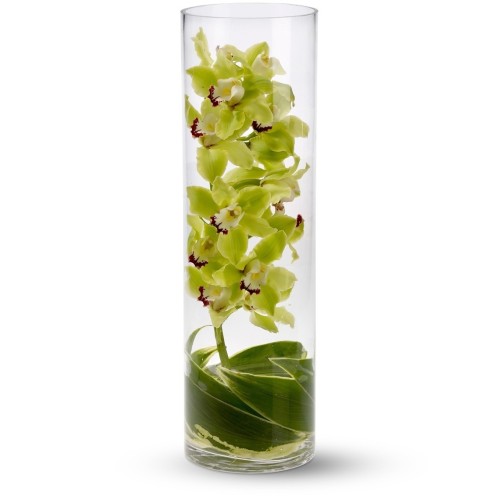 Cymbidium Orchid in Glass