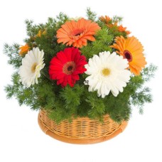 Basket with multicoloured gerberas