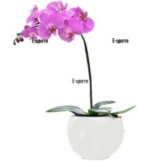 Pink Orchid