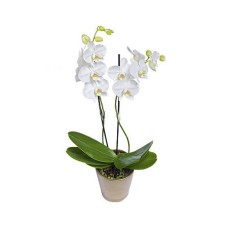 White Phalaenopsis orchid - double stemmed plant
