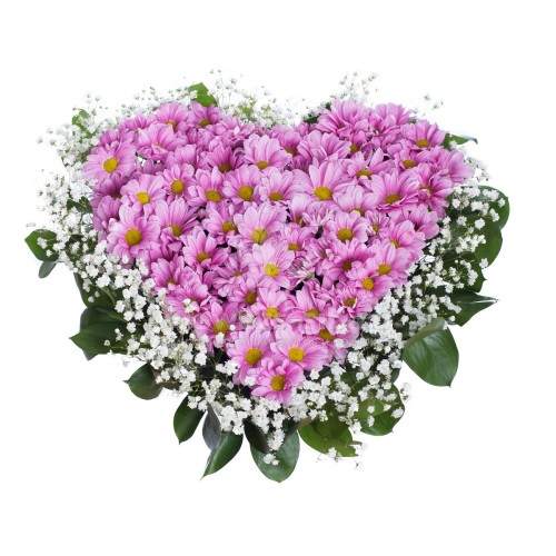 Heart of pink chrysanthemums and gypsophila