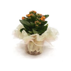 Kalanchoe potted plant