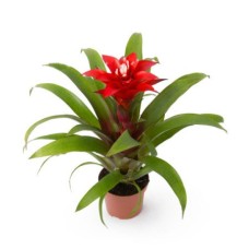 Guzmania