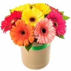 Multicolored gerberas in a box