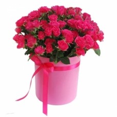 Spay pink roses in a box
