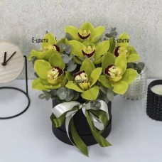 Exotic butterflies