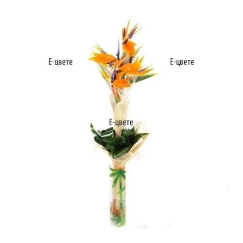 Paradise bouquet