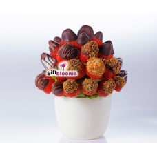 Chocolate Dream (Medium)