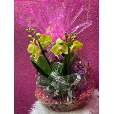 Personalized Basket with Orchid Plant (Deluxe)