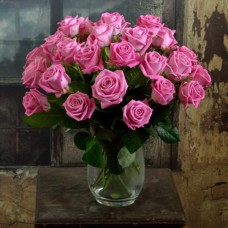 pink roses