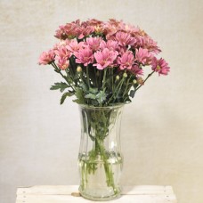 Salmon pink chrysanthemums